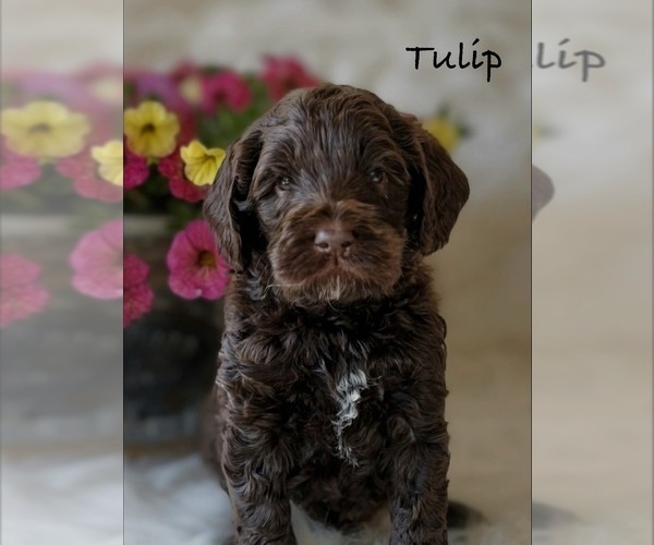 Medium Photo #1 Australian Labradoodle Puppy For Sale in WASH, NC, USA