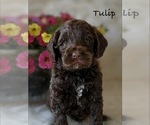 Small Australian Labradoodle