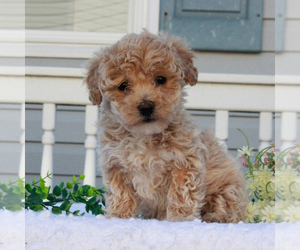 Poochon Puppy for sale in GAP, PA, USA