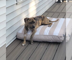 Wini - Female Mutt Dog for Adoption - Photo #3