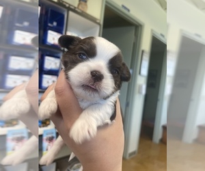 Shih Tzu Puppy for sale in VISALIA, CA, USA