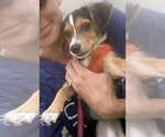 Small Photo #5 Jack Russell Terrier Puppy For Sale in Sanford, FL, USA