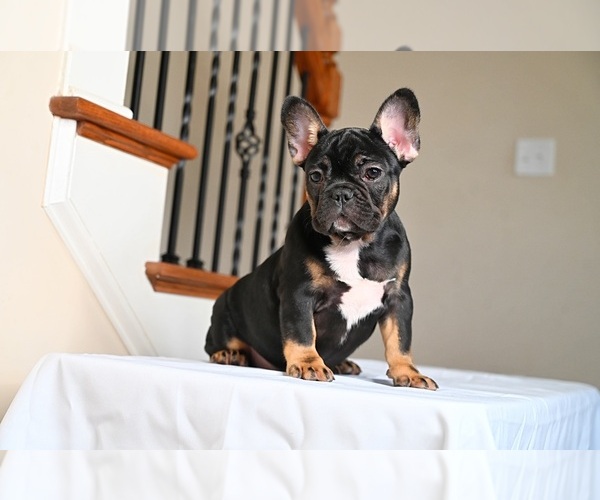 Medium Photo #2 French Bulldog Puppy For Sale in LITHONIA, GA, USA