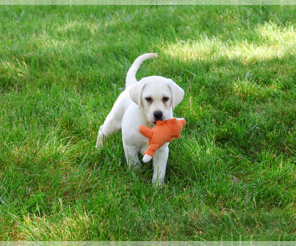 Medium Photo #7 Labrador Retriever Puppy For Sale in SYRACUSE, IN, USA