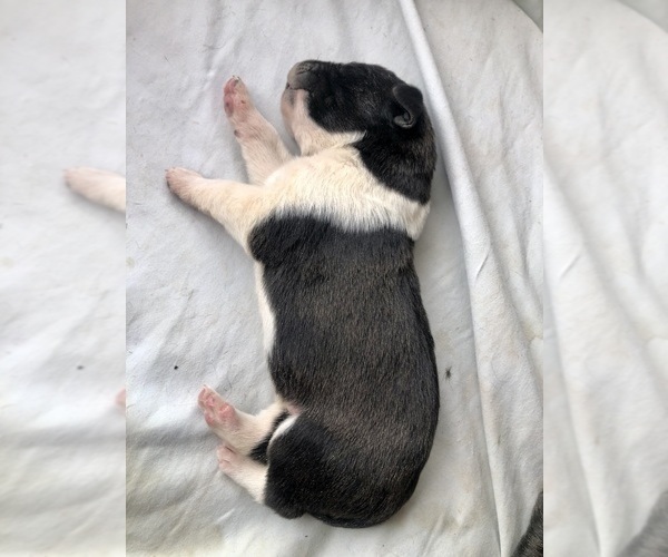 Medium Photo #15 Great Pyredane Puppy For Sale in KINGMAN, AZ, USA