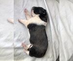 Small Photo #15 Great Pyredane Puppy For Sale in KINGMAN, AZ, USA