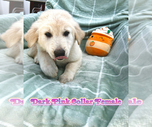 Golden Pyrenees Puppy for Sale in GREELEY, Colorado USA