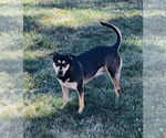 Small #2 Mutt