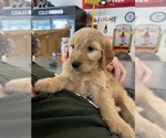 Small #2 Goldendoodle