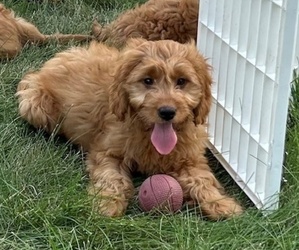 Goldendoodle (Miniature) Puppy for sale in HULL, IA, USA