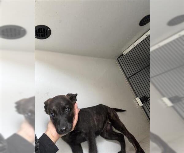 Medium Photo #1 Labrador Retriever-Unknown Mix Puppy For Sale in Houston, TX, USA