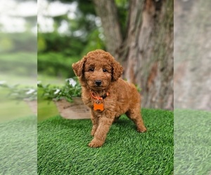 Goldendoodle (Miniature) Puppy for sale in INDIANAPOLIS, IN, USA