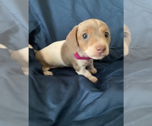Dachshund Puppy for Sale in DALLAS, Georgia USA