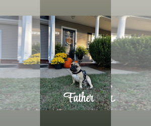 Father of the French Bulldog puppies born on 07/07/2025