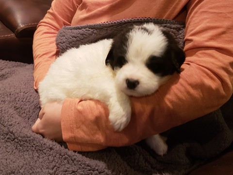 Medium Photo #4 Newfoundland Puppy For Sale in ALSEN, SD, USA