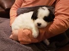 Small Photo #4 Newfoundland Puppy For Sale in ALSEN, SD, USA