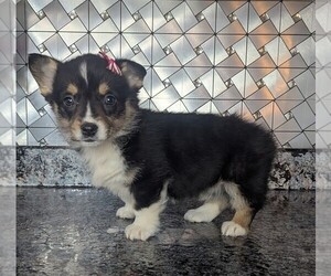 Pembroke Welsh Corgi Puppy for sale in GOSHEN, IN, USA