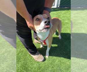 German Shepherd Dog-Unknown Mix Dogs for adoption in San Bernardino, CA, USA