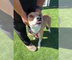 NATALIE - Female German Shepherd Dog-Unknown Mix Dog for Adoption - Small photo
