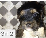 Small Photo #1 Yorkshire Terrier Puppy For Sale in SAN ANTONIO, TX, USA