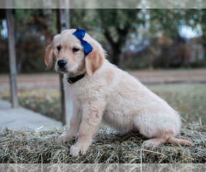 Golden Retriever Puppy for sale in LIBERTY, KY, USA