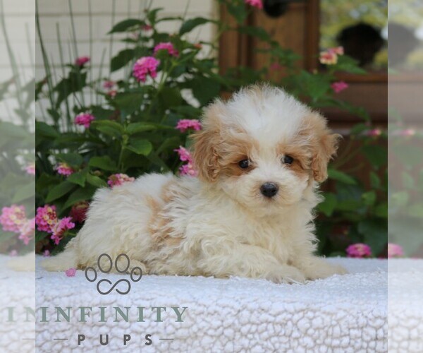 Medium Photo #4 Goldendoodle (Miniature) Puppy For Sale in NARVON, PA, USA