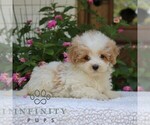 Small #3 Goldendoodle (Miniature)