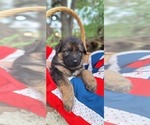 Puppy Blue Boy German Shepherd Dog