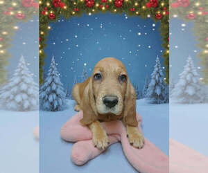 Basset Hound Puppy for sale in SALEM, WV, USA