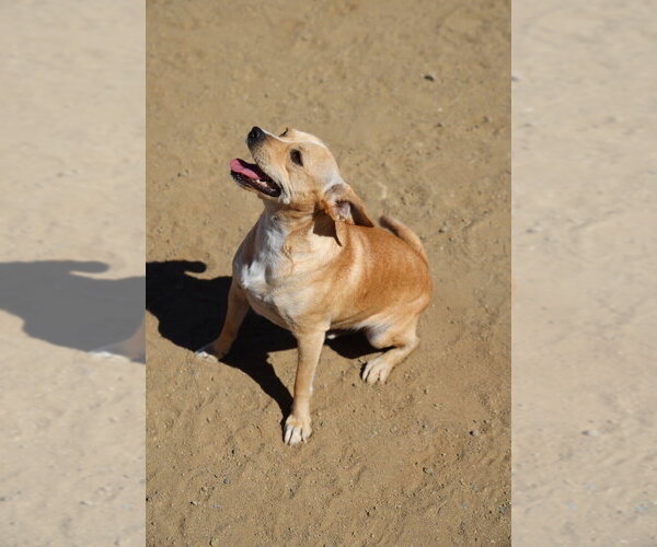 Medium Photo #3 Chihuahua Puppy For Sale in Studio City, CA, USA