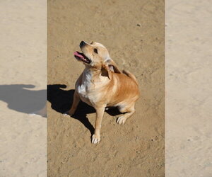 Paco #0444 - Male Chihuahua Dog for Adoption - Photo #3