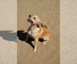 Small Photo #3 Chihuahua Puppy For Sale in Studio City, CA, USA