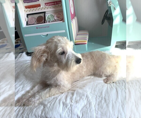 Medium Photo #3 Chonzer Puppy For Sale in MORENO VALLEY, CA, USA