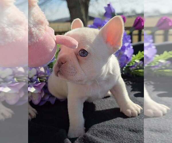 Medium Photo #5 French Bulldog Puppy For Sale in BOSTON, KY, USA