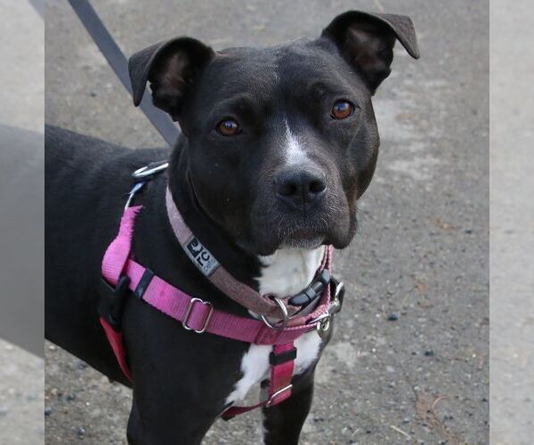 Medium Photo #4 Staffordshire Bull Terrier-Unknown Mix Puppy For Sale in Sequim, WA, USA