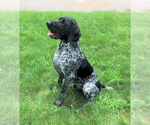 Medium Photo #1 German Shorthaired Pointer-German Wirehaired Pointer Mix Puppy For Sale in NAPPANEE, IN, USA