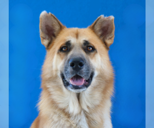German Shepherd Dog-Unknown Mix Dogs for adoption in Pasadena, CA, USA