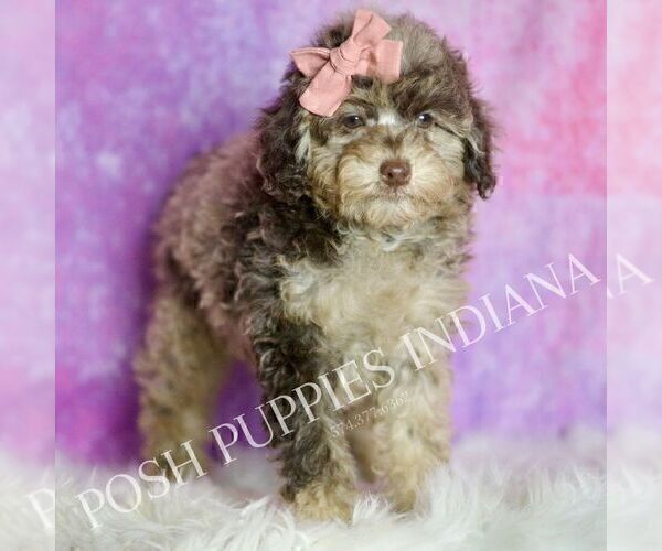 Medium Photo #95 Poodle (Miniature) Puppy For Sale in WARSAW, IN, USA