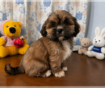 Small #15 Lhasa Apso