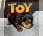 Small #7 Yorkshire Terrier