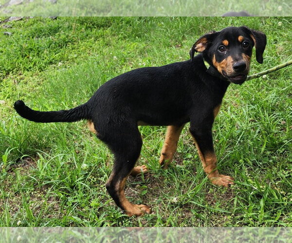 Medium Photo #2 Catahoula Leopard Dog-Labrador Retriever Mix Puppy For Sale in Wetumpka, AL, USA