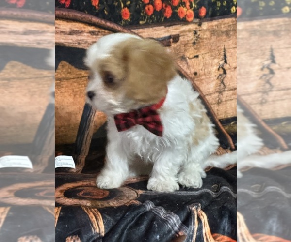 Medium Photo #4 Cavapoo Puppy For Sale in GREENVILLE, MO, USA