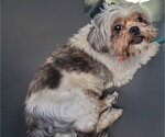 Small Shih Tzu