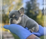 Small #8 French Bulldog