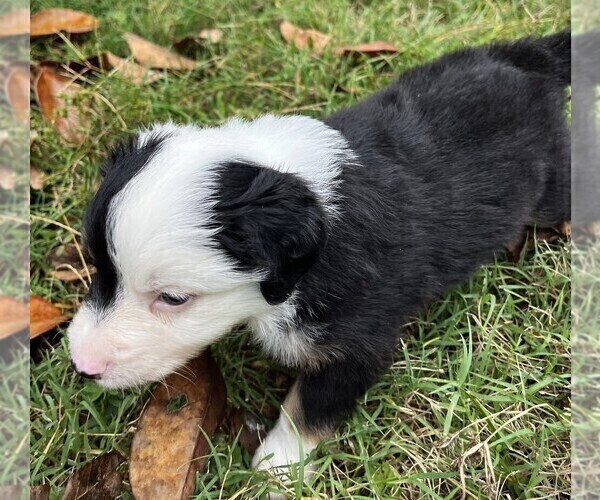 Medium Photo #9 Miniature Australian Shepherd Puppy For Sale in MONTICELLO, SC, USA