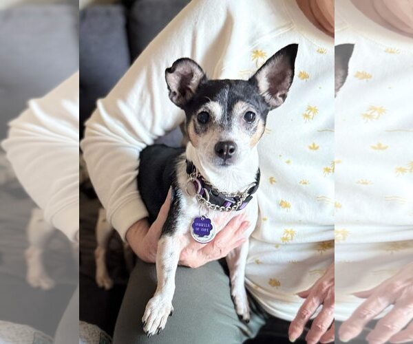 Medium Photo #3 Chihuahua-Unknown Mix Puppy For Sale in Pittsburg, CA, USA