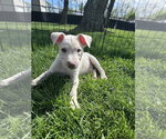 Small #1 Siberian Husky Mix