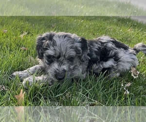 Medium Miniature Australian Shepherd-Miniature Bernedoodle Mix