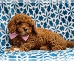 Small Photo #15 Cavapoo-Poodle (Toy) Mix Puppy For Sale in LAKELAND, FL, USA
