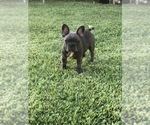 Small Photo #67 French Bulldog Puppy For Sale in WHITTIER, CA, USA